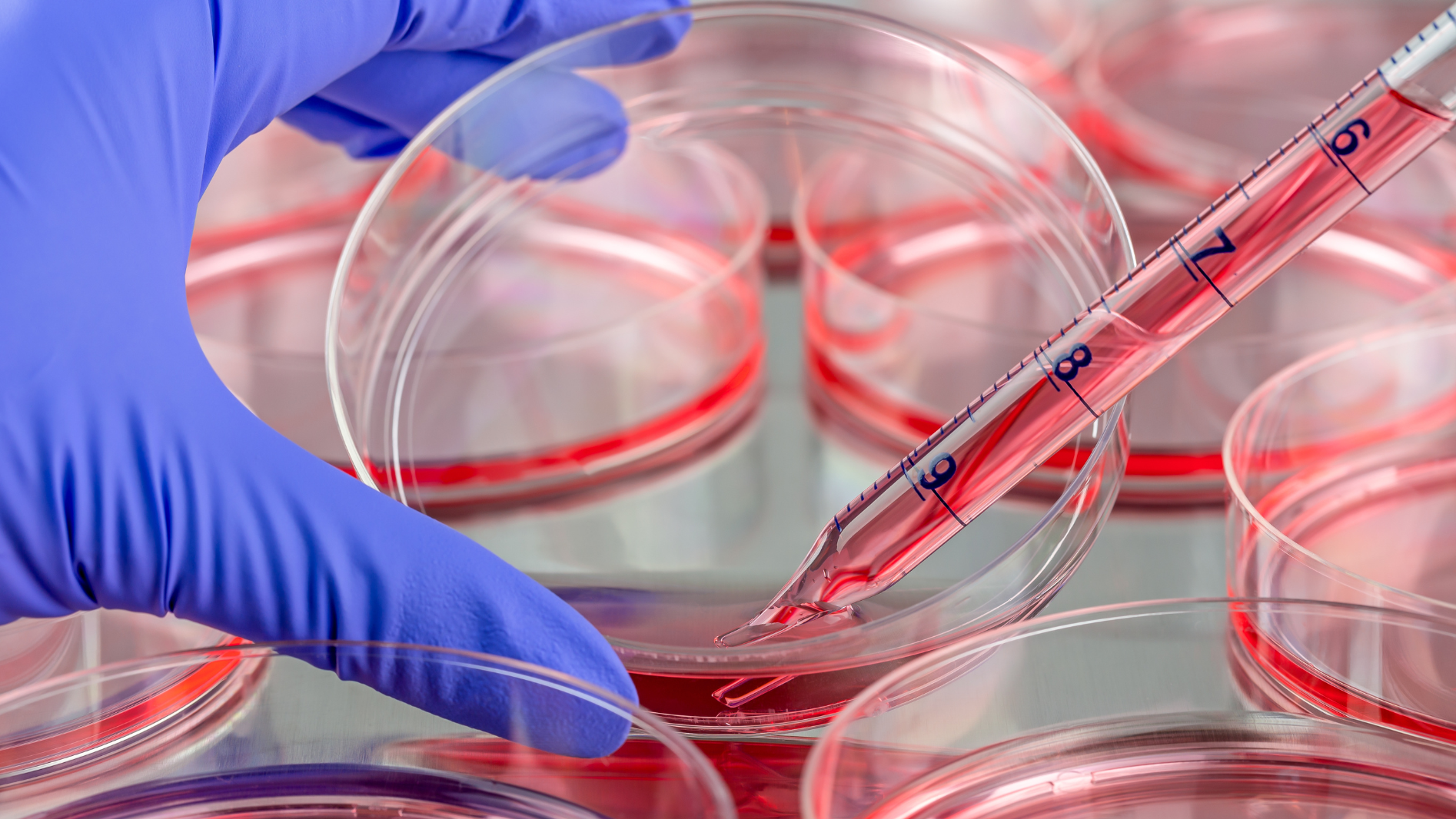 COLTURE CELLULARI IN LABORATORIO TRA RICERCA SCIENTIFICA E DIDATTICA
